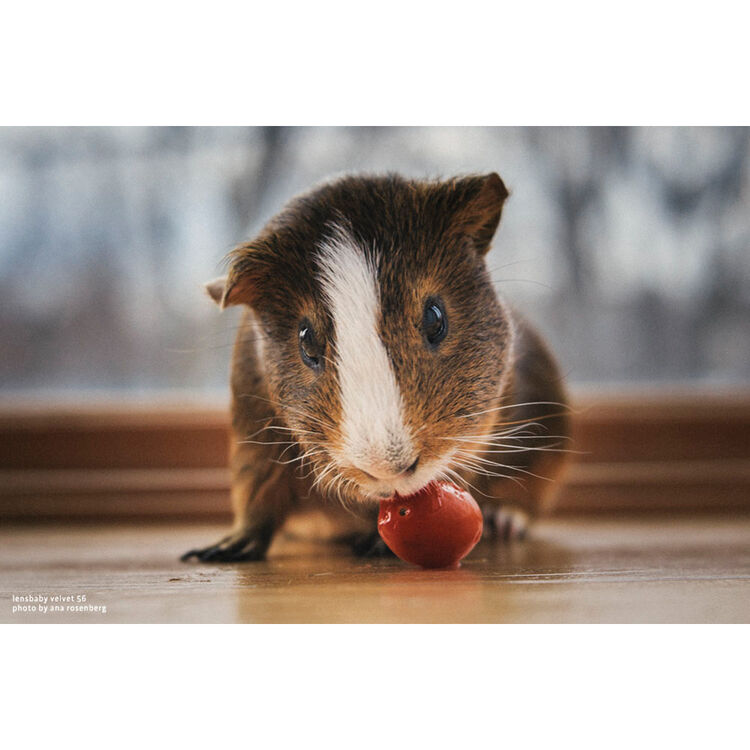 Lensbaby Velvet 56mm f/1.6 Lens (Black)